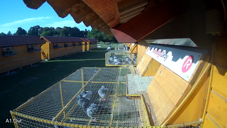 Pigeon Arrival Image For Race Race 5