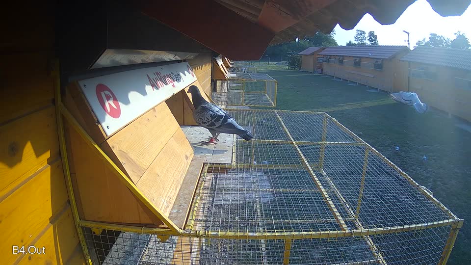Pigeon Arrival Image For Race Race 4