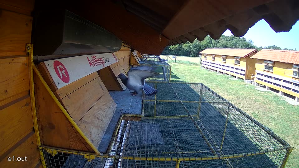 Pigeon Arrival Image For Race Race 2