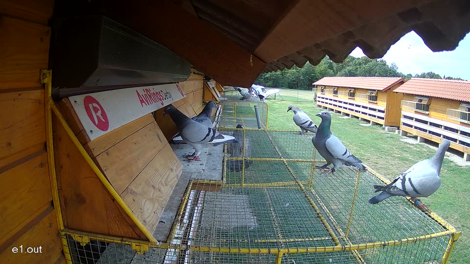 Pigeon Arrival Image For Race Race 4
