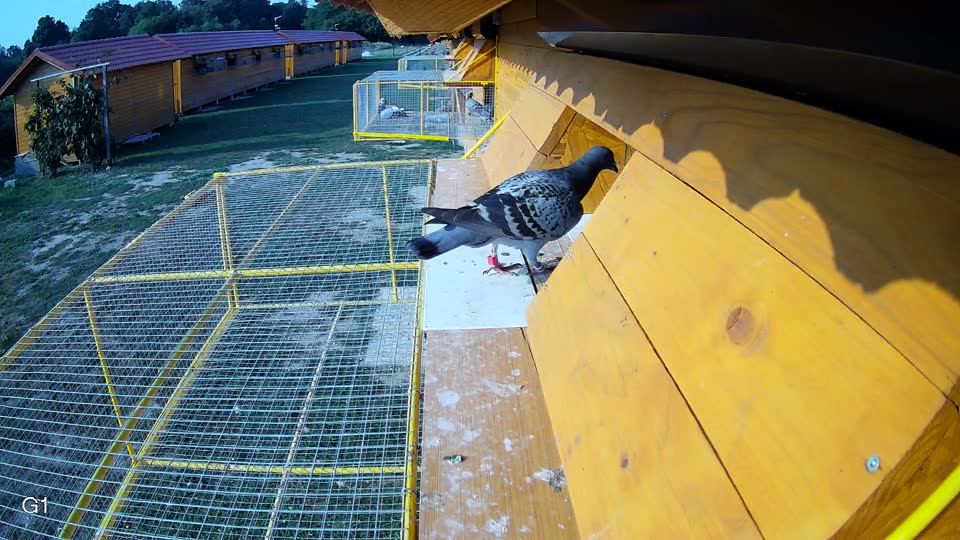 Pigeon Arrival Image For Race Race 4