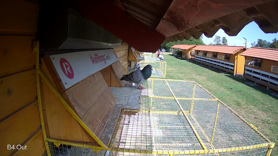Pigeon Arrival Image For Race Race 4