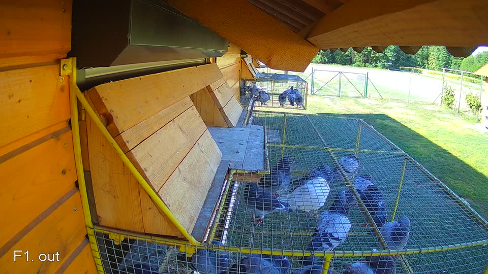 Pigeon Arrival Image For Race Race 3