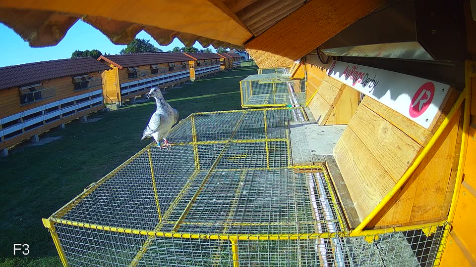 Pigeon Arrival Image For Race Race 5