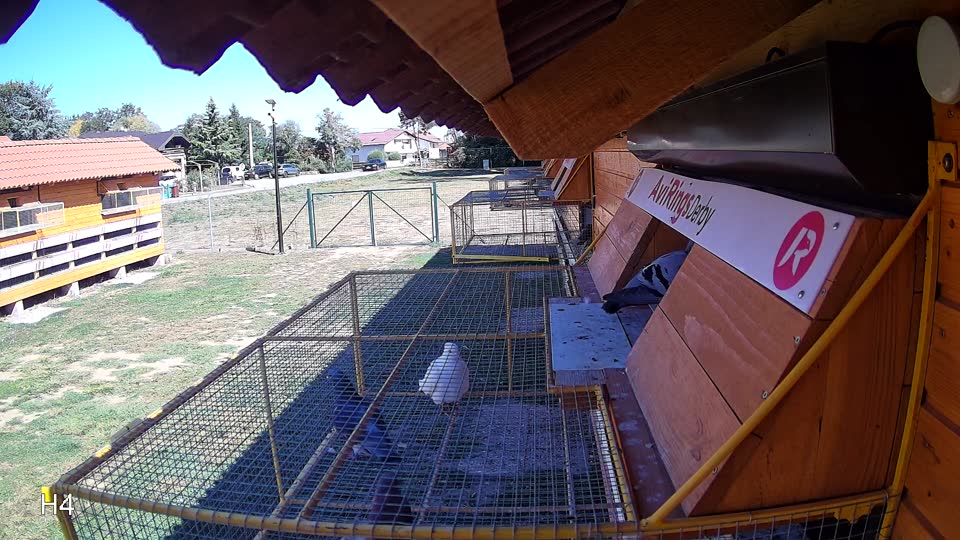 Pigeon Arrival Image For Race Final Race 1/3