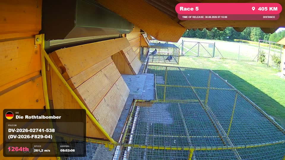Pigeon Arrival Image For Race Race 5