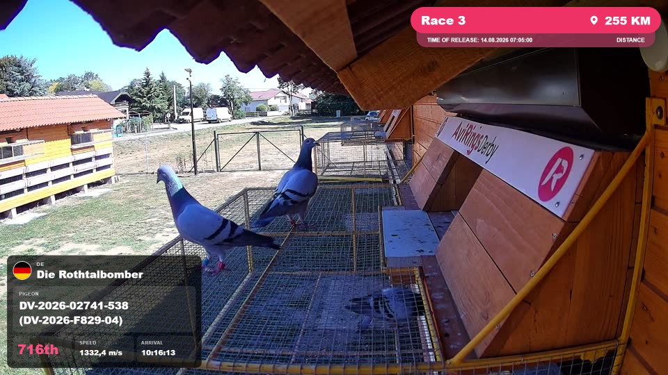 Pigeon Arrival Image For Race Race 3