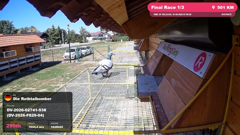 Pigeon Arrival Image For Race Final Race 1/3