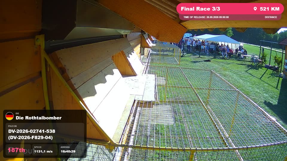 Pigeon Arrival Image For Race Final Race 3/3