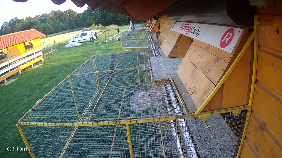 Pigeon Arrival Image For Race Race 6