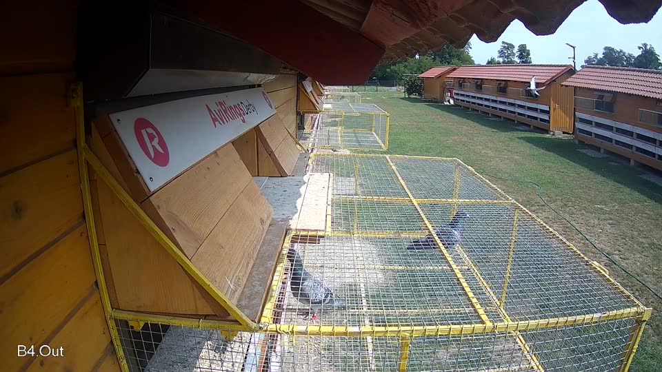 Pigeon Arrival Image For Race Race 3