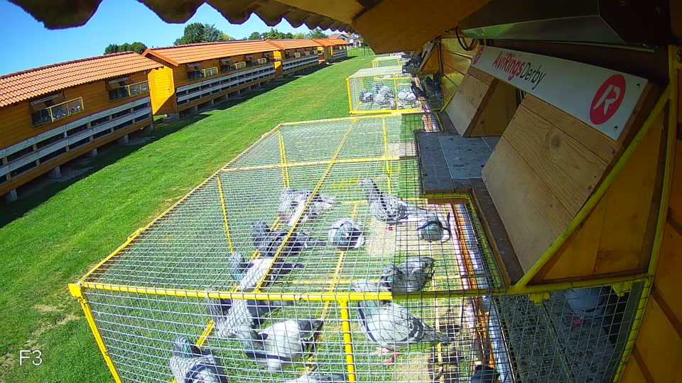 Pigeon Arrival Image For Race Race 2