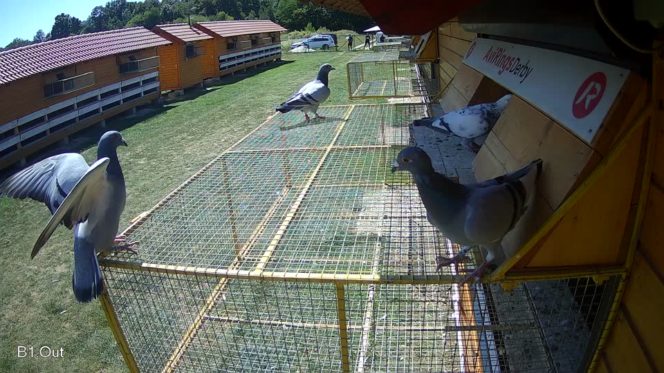 Pigeon Arrival Image For Race Race 5