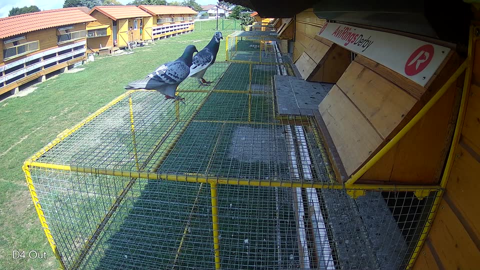 Pigeon Arrival Image For Race Race 6
