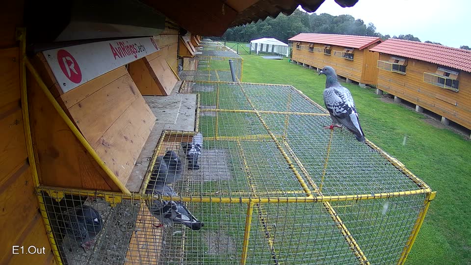 Pigeon Arrival Image For Race Final race 3