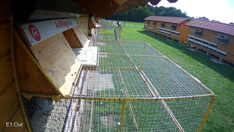 Pigeon Arrival Image For Race Final race 1