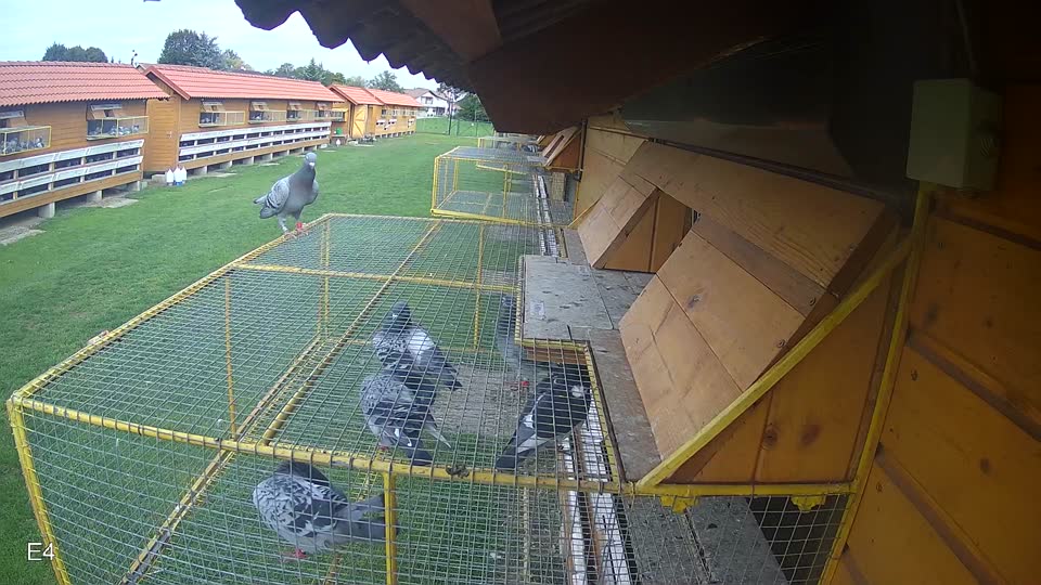 Pigeon Arrival Image For Race Final race 2