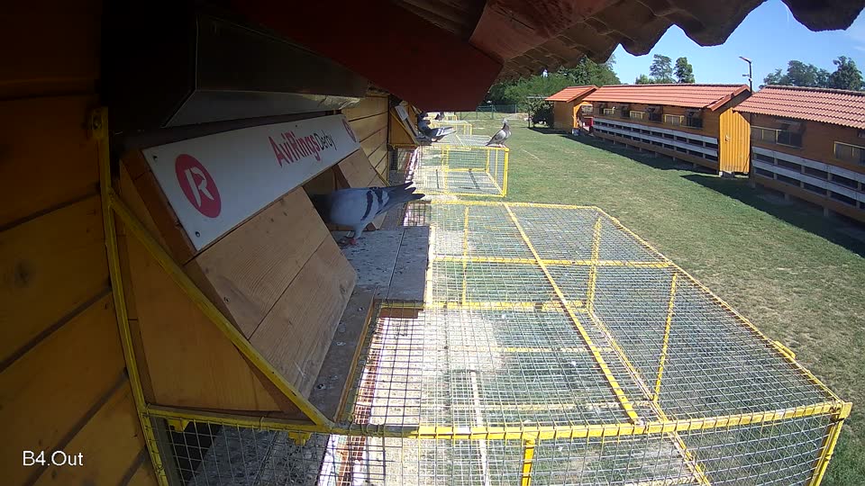 Pigeon Arrival Image For Race Race 5