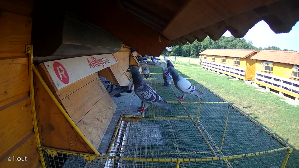 Pigeon Arrival Image For Race Race 1
