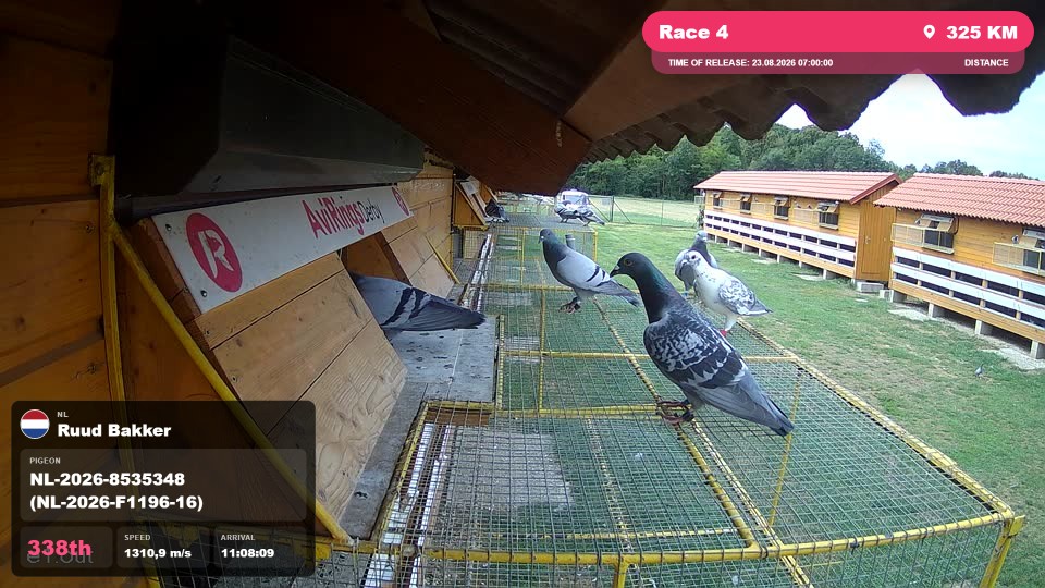 Pigeon Arrival Image For Race Race 4