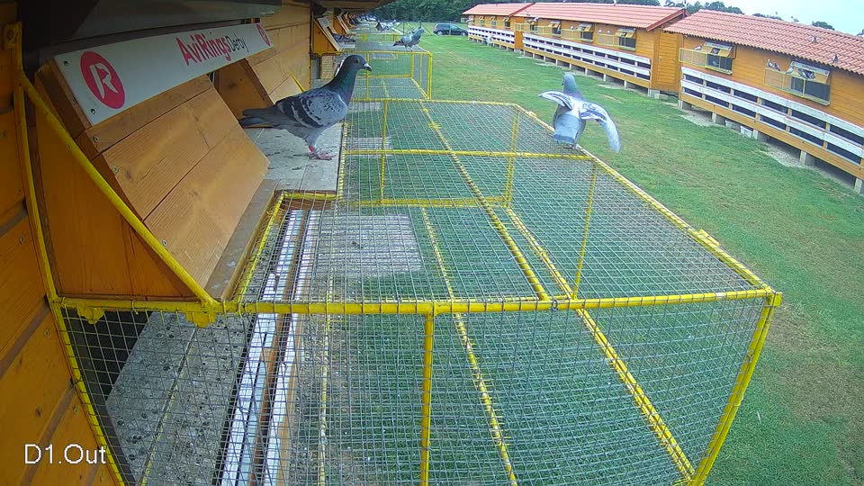 Pigeon Arrival Image For Race Race 3