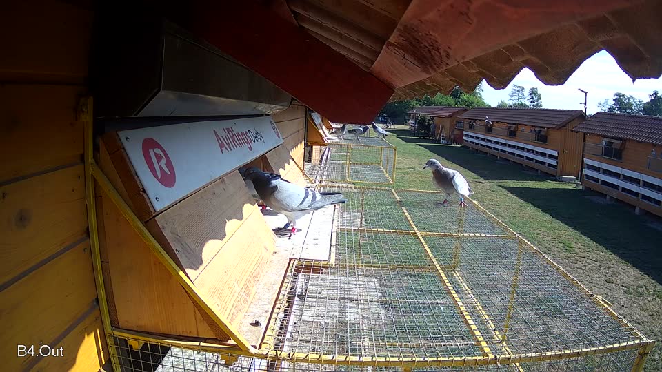 Pigeon Arrival Image For Race Race 2