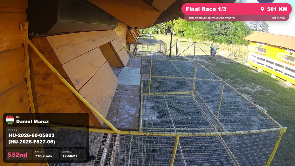 Pigeon Arrival Image For Race Final Race 1/3