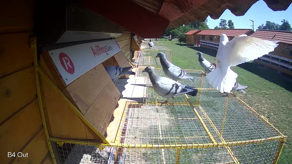 Pigeon Arrival Image For Race Race 2