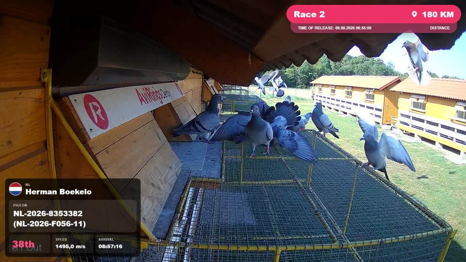 Pigeon Arrival Image For Race Race 2