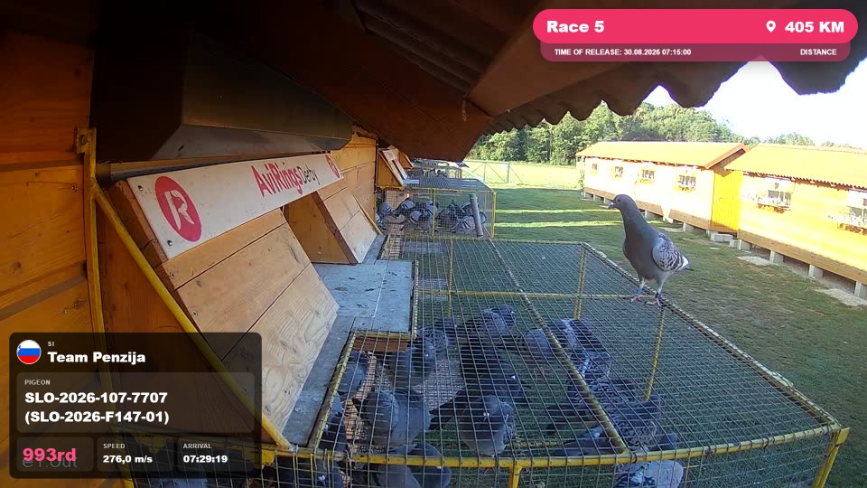 Pigeon Arrival Image For Race Race 5