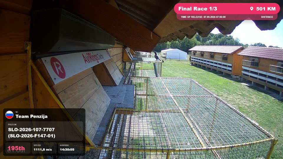 Pigeon Arrival Image For Race Final Race 1/3