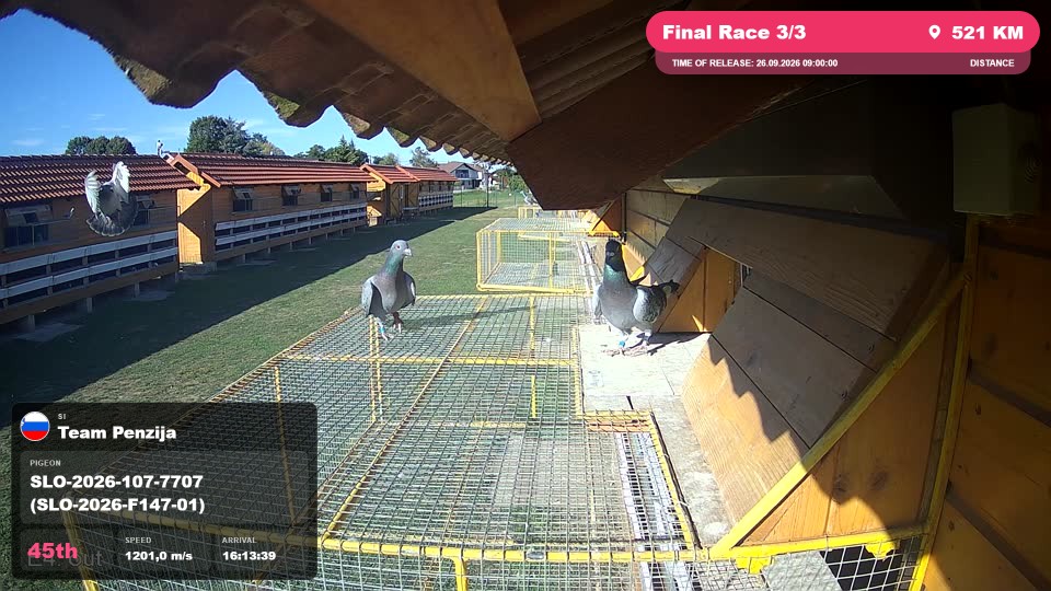 Pigeon Arrival Image For Race Final Race 3/3