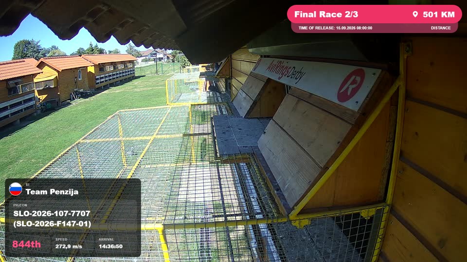 Pigeon Arrival Image For Race Final Race 2/3
