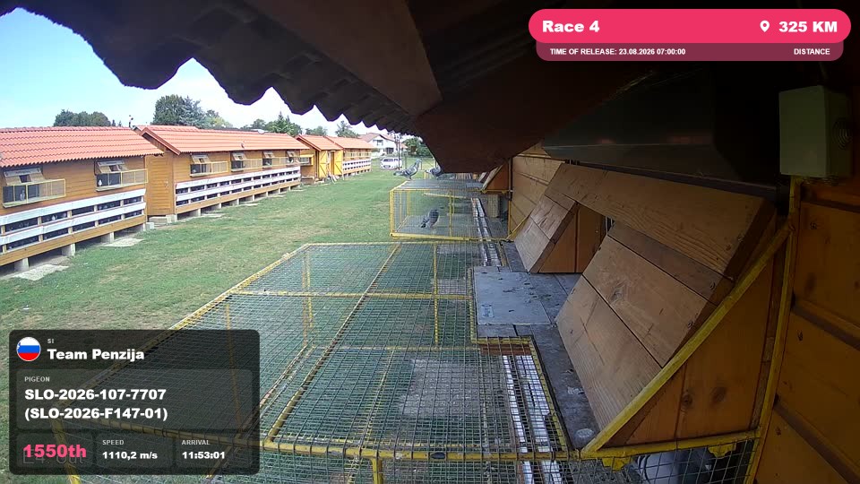 Pigeon Arrival Image For Race Race 4