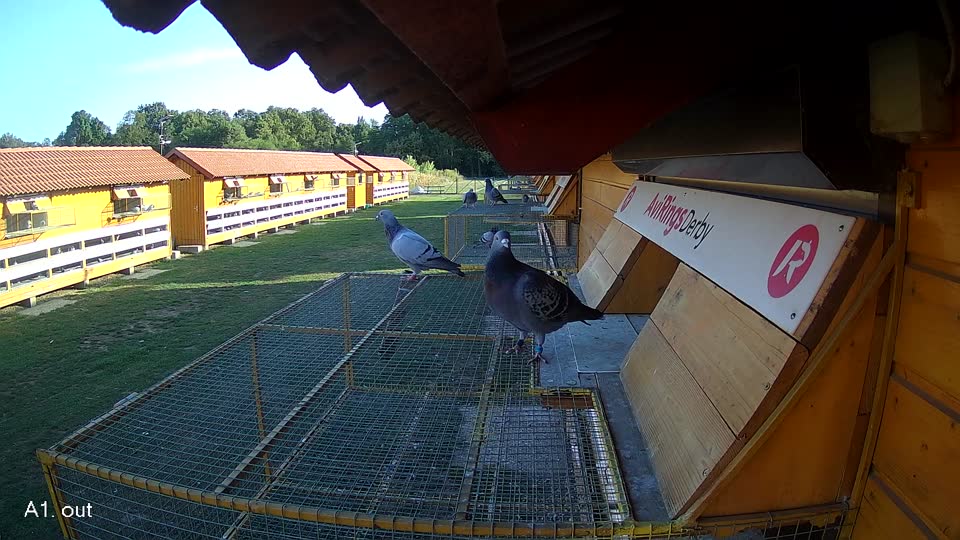 Pigeon Arrival Image For Race Race 5