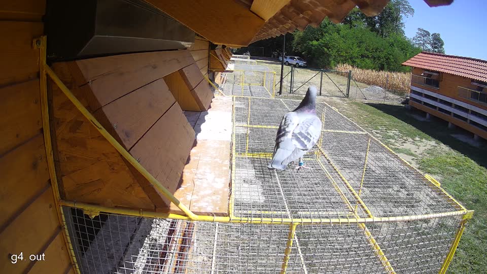 Pigeon Arrival Image For Race Race 3