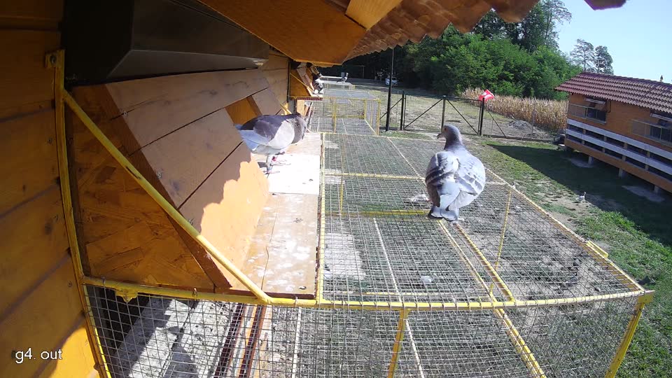 Pigeon Arrival Image For Race Race 2