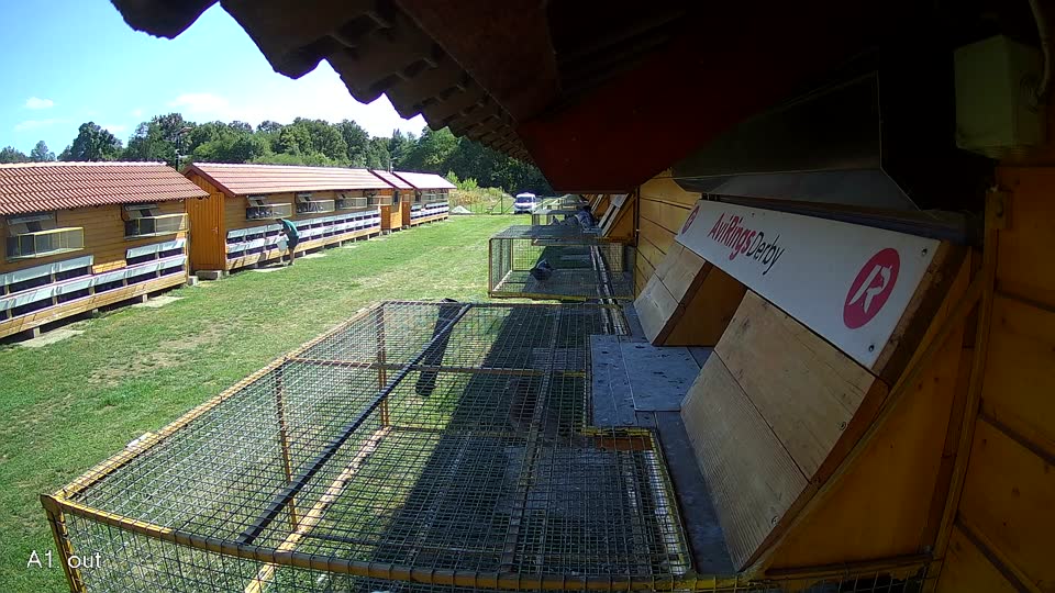 Pigeon Arrival Image For Race Race 4