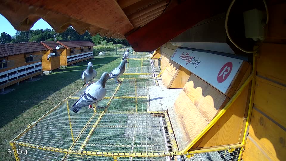 Pigeon Arrival Image For Race Race 1