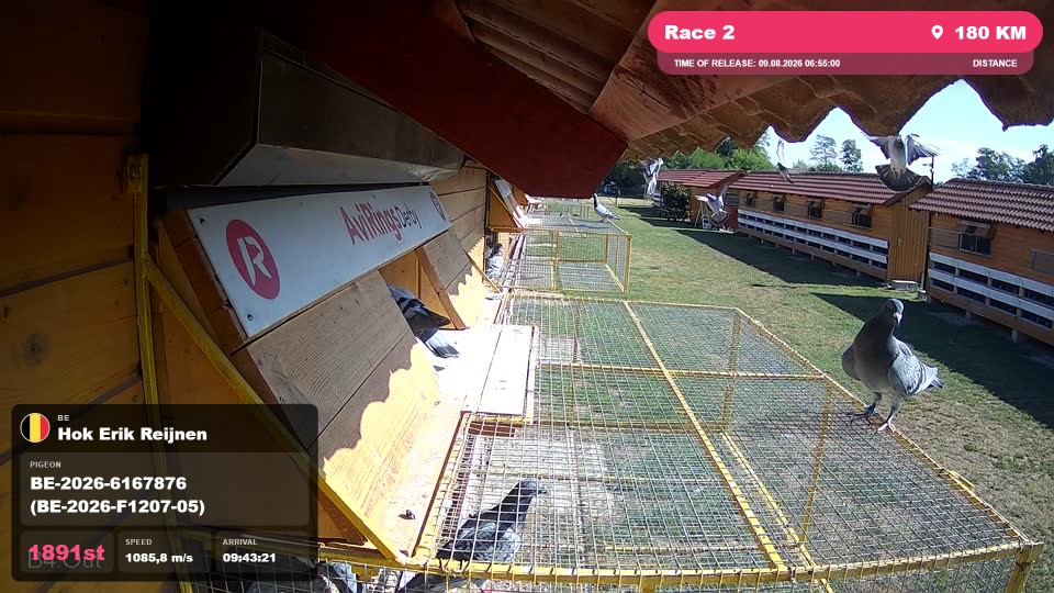 Pigeon Arrival Image For Race Race 2