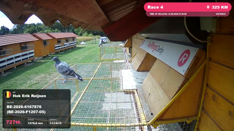 Pigeon Arrival Image For Race Race 4