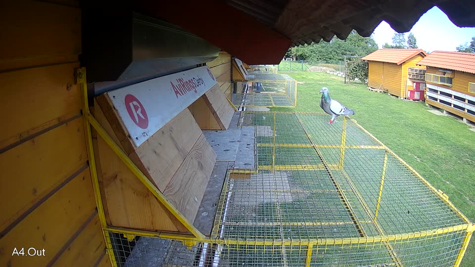 Pigeon Arrival Image For Race Final race 3
