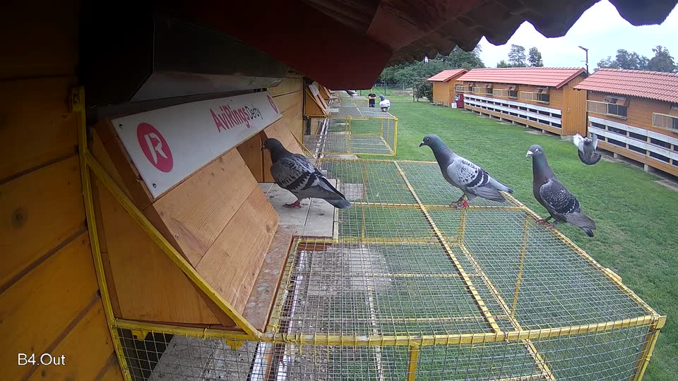 Pigeon Arrival Image For Race Final race 2