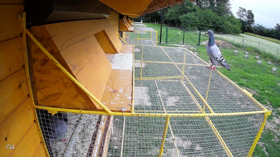 Pigeon Arrival Image For Race Race 6