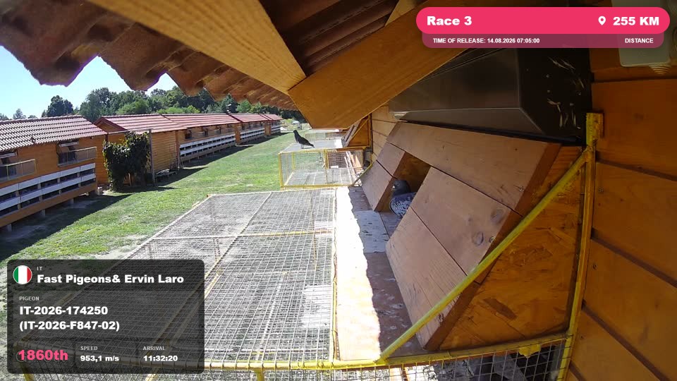 Pigeon Arrival Image For Race Race 3