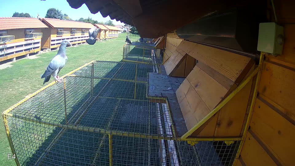 Pigeon Arrival Image For Race Race 2