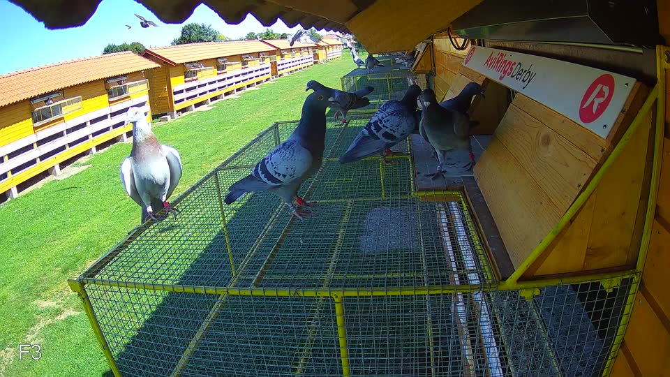 Pigeon Arrival Image For Race Race 2