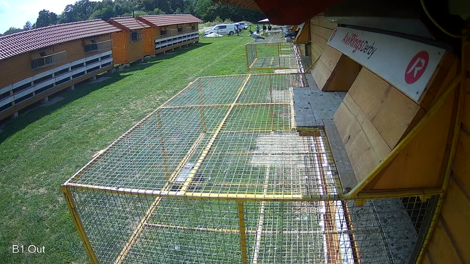 Pigeon Arrival Image For Race Race 6