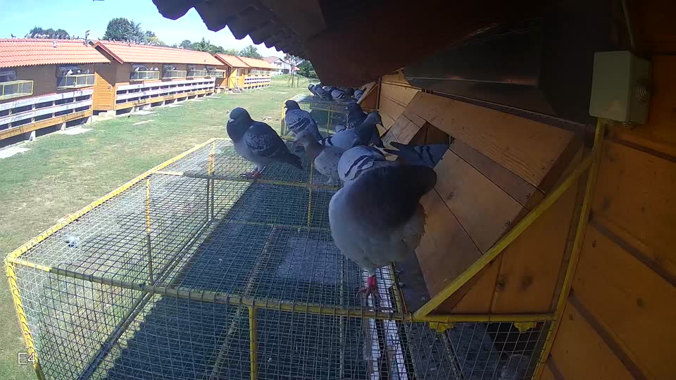 Pigeon Arrival Image For Race Race 4