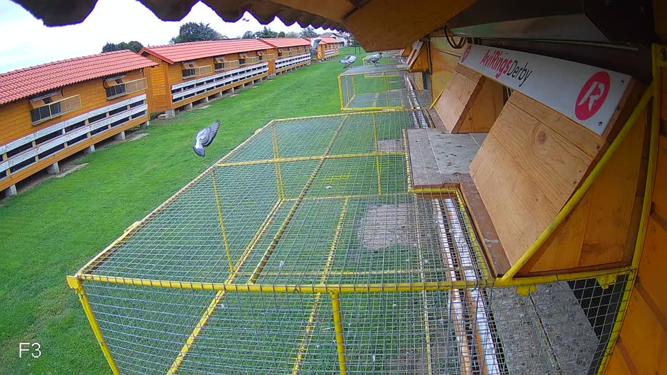 Pigeon Arrival Image For Race Final race 2